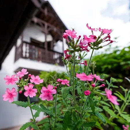 Bed and breakfast Tulipangarden Panzio Eger